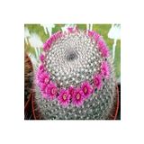 Dashing Look Mammillaria Hahniana Kaktüs Tohumu TH-9154684654690