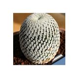 Dashing Look Mammillaria Pectinifera Kaktüs Tohumu TH-dshnglookthm093