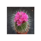 Dashing Look Mammillaria Spinosissima Kaktüs Tohumu TH-dshnglookthm106