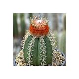 Dashing Look Melocactus Matanzanus Kaktüs Tohumu TH-9154684654693