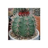 Dashing Look Melocactus Salvadorensis Kaktüs Tohumu TH-dshnglookthm114