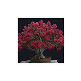 Dashing Look Mersin Bonzai Ağacı Tohumu 5 Adet Bonsai Ağacı Tohumu TH-thmcmthm42
