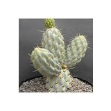 Dashing Look Miquelopuntia Miquelii Kaktüs Tohumu TH-dshnglookthm163