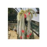 Dashing Look Monkey Tail Cactus Kaktüs Tohumu TH-9154684654696