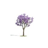 Dashing Look Nadir Jakaranda Ağacı Tohumu 10 Adet Tohum Jacaranda Mimosifolia TH-thmcmthm156