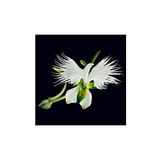 Dashing Look Nadir Japon Radiata Orkide Tohumu 5 Adet Tohum Çiçek Tohumu TH-thmcmthm146