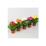 Dashing Look Nadir Karışık Gerbera Çiçeği Tohumu 5 Tohum Çiçek Tohumu TH-thmcmthm05