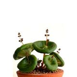 Dashing Look Nadir Şemsiye Çiçeği Crassula Umbrella Tohumu / 5 Adet Tohum TH-thmcmthm434