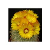 Dashing Look Parodia Formosa Kaktüs Tohumu TH-9154684654697