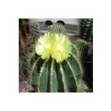 Dashing Look Parodia Magnifica Kaktüs Tohumu TH-dshnglookthm091