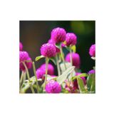Dashing Look Pembe Medine Çiçeği (hanım Düğmesi) Çiçek Tohumu 10 15 Adet TH-2022dshnglkthm044