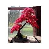 Dashing Look Pembe Yapraklı Bonsai Ağacı Tohumu-10 Adet TH-2022dshnglkthm091