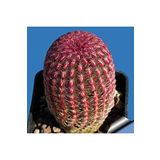 Dashing Look Rainbow Hedgehog Cactus Kaktüs Tohumu TH-dshnglookthm174