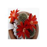 Dashing Look Rebutia Minuscula Kaktüs Tohumu TH-dshnglookthm180