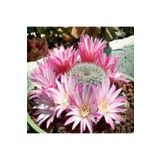 Dashing Look Rebutia Narvaecense Kaktüs Tohumu TH-9154684654704
