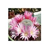 Dashing Look Rebutia Narvaecense Kaktüs Tohumu TH-dshnglookthm160