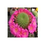 Dashing Look Rebutia Violaciflora Kaktüs Tohumu TH-9154684654706