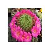 Dashing Look Rebutia Violaciflora Kaktüs Tohumu TH-dshnglookthm187