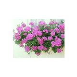 Dashing Look Sakız Sardunya Tohumu Pembe 10 Adet TH-thmcmthm526