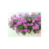 Dashing Look Sakız Sardunya Tohumu Pembe TH-987456315842