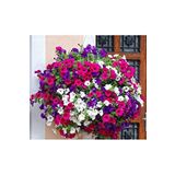 Dashing Look Sarkıcı Petunya Tohumu 10 12 Adet TH-thmcmthm551