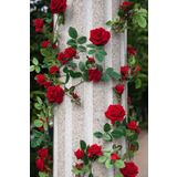 Dashing Look Sarmaşık Kırmızı Gül Tohumu / 5 Adet Tohum TH-thmcmthm397