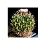 Dashing Look Stenocactus Obvallatus Kaktüs Tohumu TH-dshnglookthm161