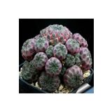 Dashing Look Sulcorebutia Rauschii Kaktüs Tohumu TH-dshnglookthm186