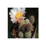 Dashing Look Tephrocactus Geometricu Kaktüs Tohumu TH-dshnglookthm111