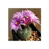 Dashing Look Turbinicarpus Pseudopectinatus Kaktüs Tohumu TH-9154684654715