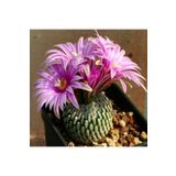 Dashing Look Turbinicarpus Pseudopectinatus Kaktüs Tohumu TH-dshnglookthm184