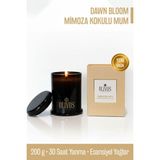 Dawn Bloom Mimoza Kokulu Mum 200 G | 30 Saat Yanma – Premium & Zarif Hediye Seçeneği - Krem - 1 Adet