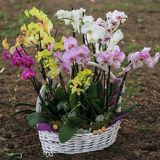 Day 10 Adet 10 Farklı Renk Cattleya Orkide Tohumu + 10 Adet Hediye Gökkuşağı Gül Tohumu Orkıdey001069