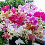 Day 10 Adet 10 Farklı Renk Oncidium Orkide Tohumu + 10 Adet Hediye K.renk Buz Çiçeği Tohumu Orkıdey010153