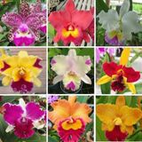 Day 10 Adet 10 Farklı Renk Oncidium Orkide Tohumu + 10 Adet Hediye K.renk Buz Çiçeği Tohumu Orkıdey010237