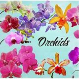 Day 10 Adet 10 Farklı Renk Phalaenopsis Orkide Tohumu + 10 Adet Hediye Gökkuşağı Gül Tohumu Orkıdey001149