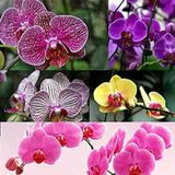 Day 10 Adet 10 Farklı Renk Phalaenopsis Orkide Tohumu + 10 Adet Hediye Gökkuşağı Gül Tohumu Orkıdey001153