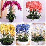 Day 10 Adet 10 Farklı Renk Phalaenopsis Orkide Tohumu + 10 Adet Hediye K.renk Buz Çiçeği Tohumu Orkıdey009997