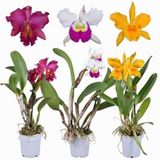 Day 10 Adet 10 Farklı Renk Phalaenopsis Orkide Tohumu + 10 Adet Hediye K.renk Buz Çiçeği Tohumu Orkıdey010053