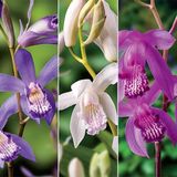 Day 10 Adet 10 Farklı Renk Vanda Orkide Tohumu + 10 Adet Hediye Gökkuşağı Gül Tohumu Orkıdey001541