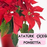 Day 10 ADET Atatürk ÇİÇEĞİ TOHUMU + 10 ADET HEDİYE KARIŞIK RENK GÜL TOHUMU