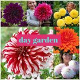 Day 10 ADET MOR BEYAZ GÜL ÇİÇEK TOHUMU + 10 ADET HEDİYE ORKİDE ÇİÇEĞİ TOHUMU