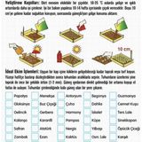 Day 10 Adet Sinek Kapan Etobur Bitki Tohumu + 10 Adet Hediye Antoryum Çiçek Tohumu Dtsıne0005557