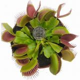 Day 10 Adet Venüs Fly Trap Sinek Kapan Bitkisi Tohumu + 10 Adet Antoryum Çiçek Tohumu Dtsıne0011862