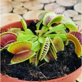 Day 10 Adet Venüs Fly Trap Sinek Kapan Bitkisi Tohumu + 10 Adet Antoryum Çiçek Tohumu Sınekbıt05745