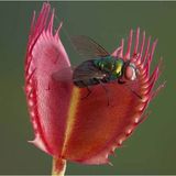 Day 10 Adet Venüs Fly Trap Sinek Kapan Bitkisi Tohumu + 10 Adet Starliçe Çiçek Tohumu Dtsıne0004237