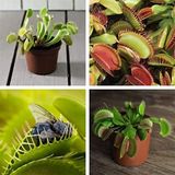 Day 10 Adet Venüs Fly Trap Sinek Kapan Bitkisi Tohumu + 10 Adet Zambak Çiçek Tohumu Sınekbıt06653