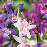 Day 100 Adet 10 Farklı Renk Oncidium Orkide Tohumu + 10 Adet Hediye Gökkuşağı Gül Tohumu Orkıdey001376