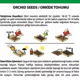Day 100 Adet 10 Farklı Renk Oncidium Orkide Tohumu + 10 Adet Hediye Gökkuşağı Gül Tohumu Orkıdey001388