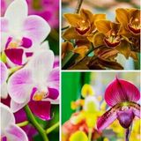 Day 100 Adet 10 Farklı Renk Oncidium Orkide Tohumu + 10 Adet Hediye K.renk Buz Çiçeği Tohumu Orkıdey010132